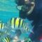Spot Snorkeling Wisata Pulau Pari