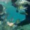 Spot Snorkeling Wisata Pulau Tidung Kepulauan Seribu